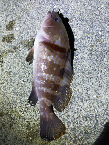 アコウの釣果