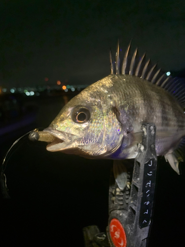 キビレの釣果