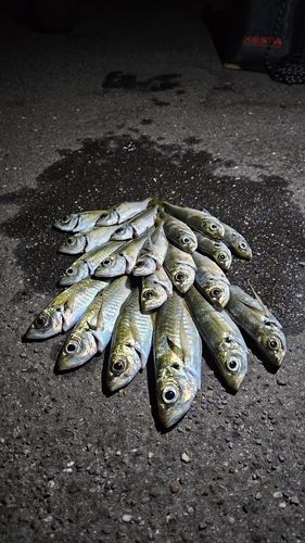 アジの釣果