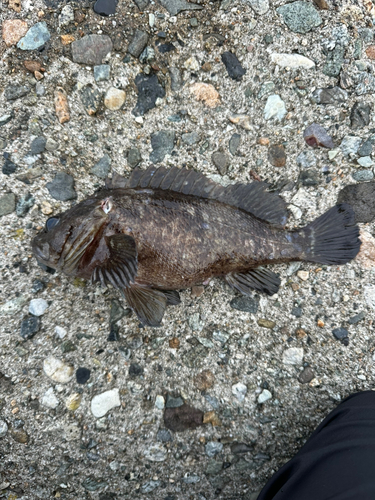 クロソイの釣果