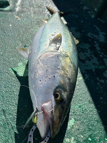 ブリの釣果