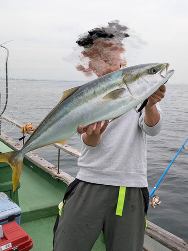 ブリの釣果