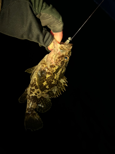 タケノコメバルの釣果