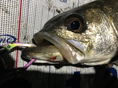 シーバスの釣果