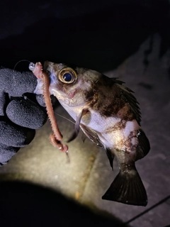 メバルの釣果