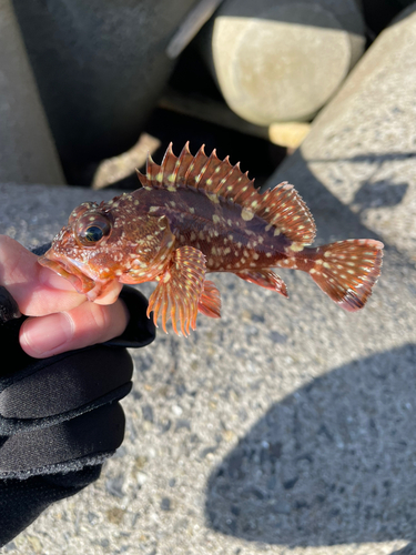 カサゴの釣果