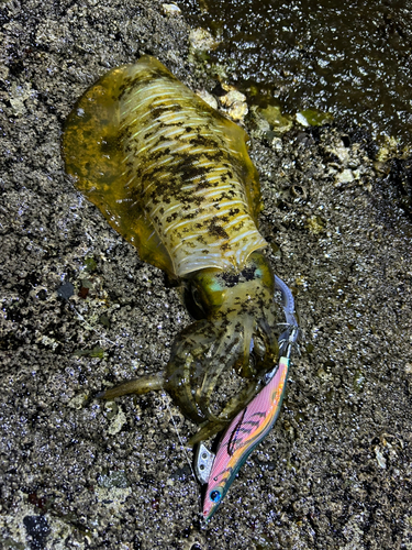 釣果