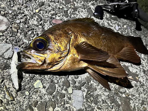 メバルの釣果