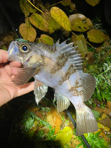 メバルの釣果