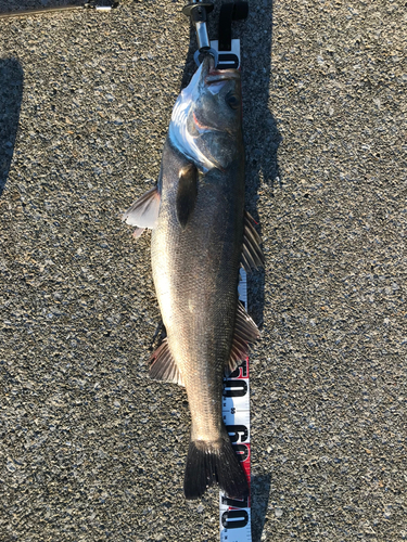 スズキの釣果