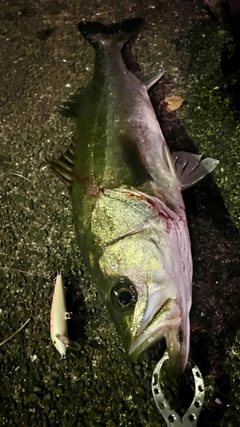 シーバスの釣果