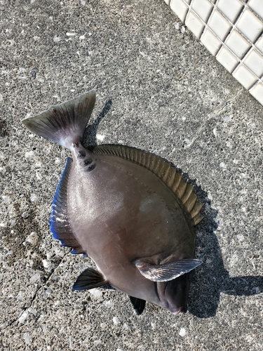 サンノジの釣果