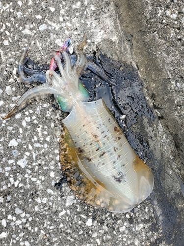アオリイカの釣果