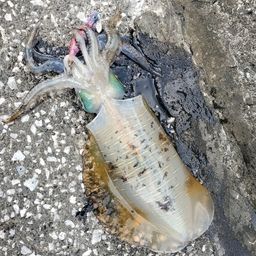アオリイカ