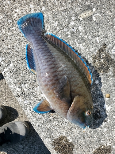 ブダイの釣果