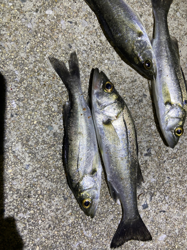 セイゴ（マルスズキ）の釣果