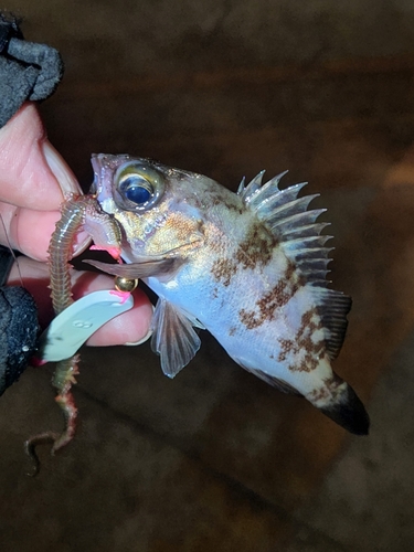 シロメバルの釣果