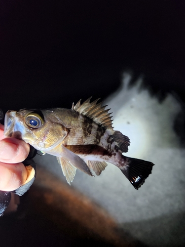 シロメバルの釣果