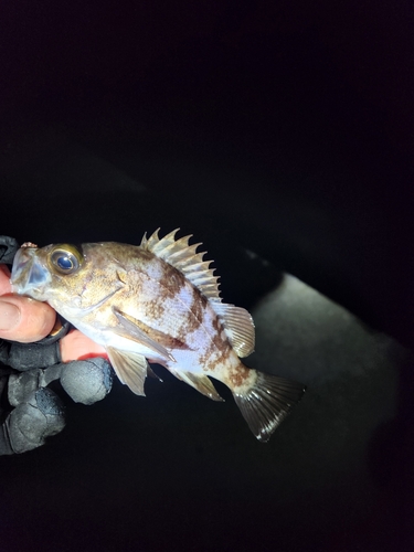 シロメバルの釣果