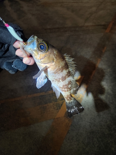 シロメバルの釣果