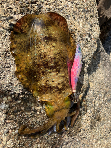 アオリイカの釣果