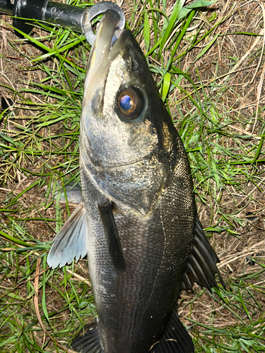 スズキの釣果