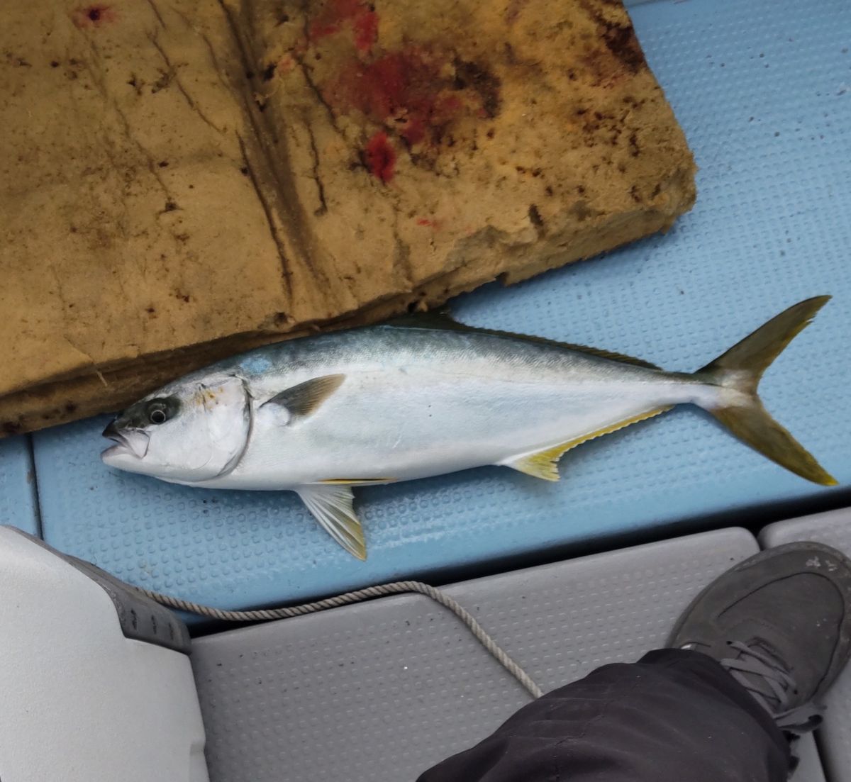 鷺仙人さんの釣果 1枚目の画像