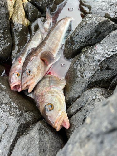 ホッケの釣果