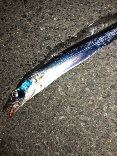 タチウオの釣果