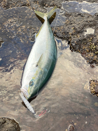 イナダの釣果