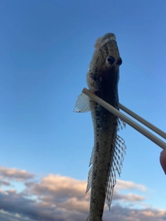 マハゼの釣果