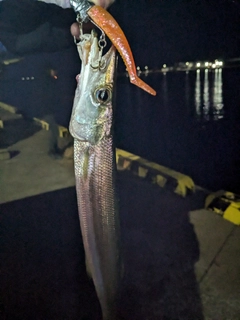 カマスの釣果