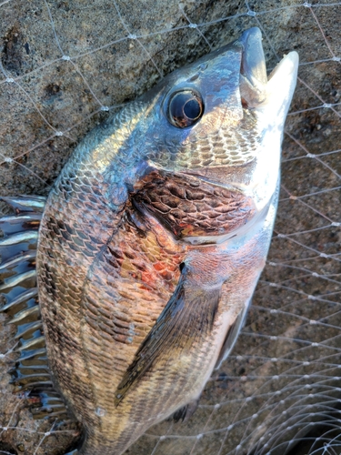 チヌの釣果