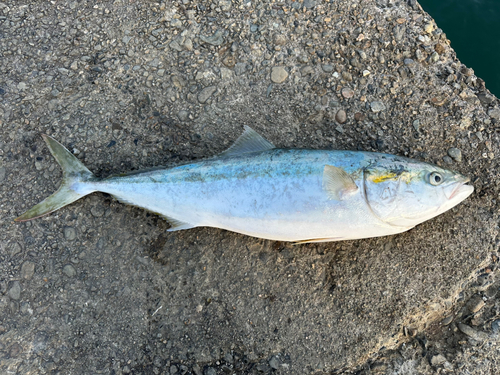 ハマチの釣果