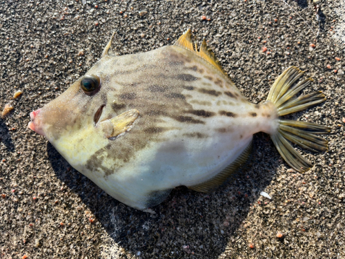 カワハギの釣果