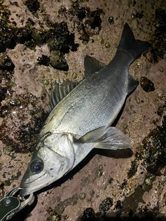 ヒラスズキの釣果