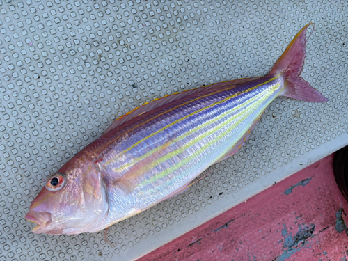 イトヨリダイの釣果