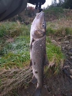 ニゴイの釣果