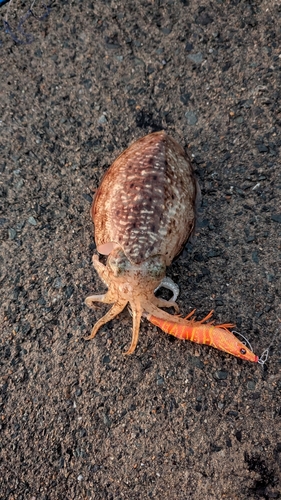 コウイカの釣果