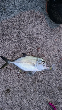 メッキの釣果