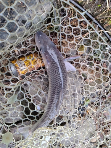 ニゴイの釣果