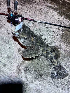 トウベツカジカの釣果