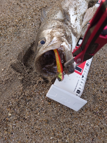 スズキの釣果