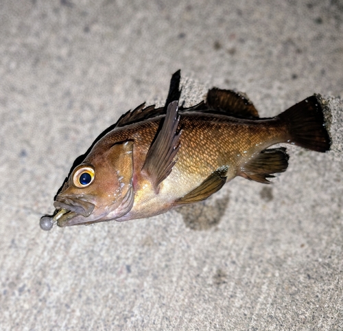 ガヤの釣果