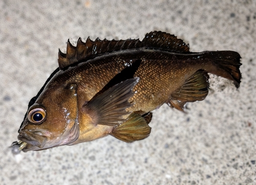 ガヤの釣果