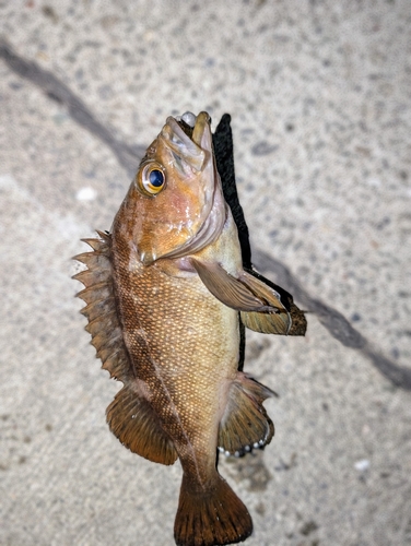 ガヤの釣果