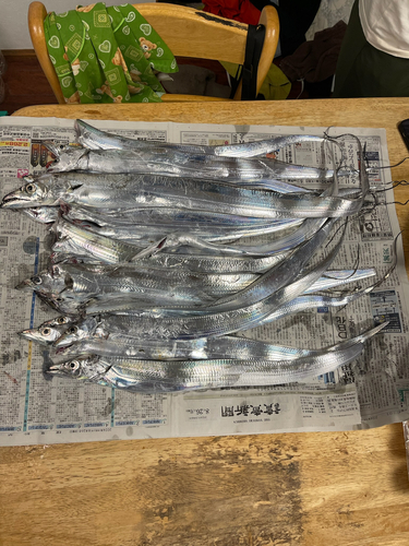 タチウオの釣果