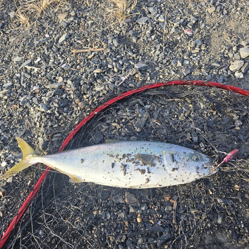 ワカシの釣果