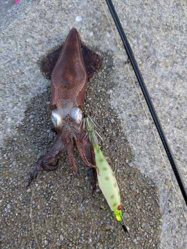 ヒイカの釣果