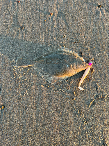 カレイの釣果